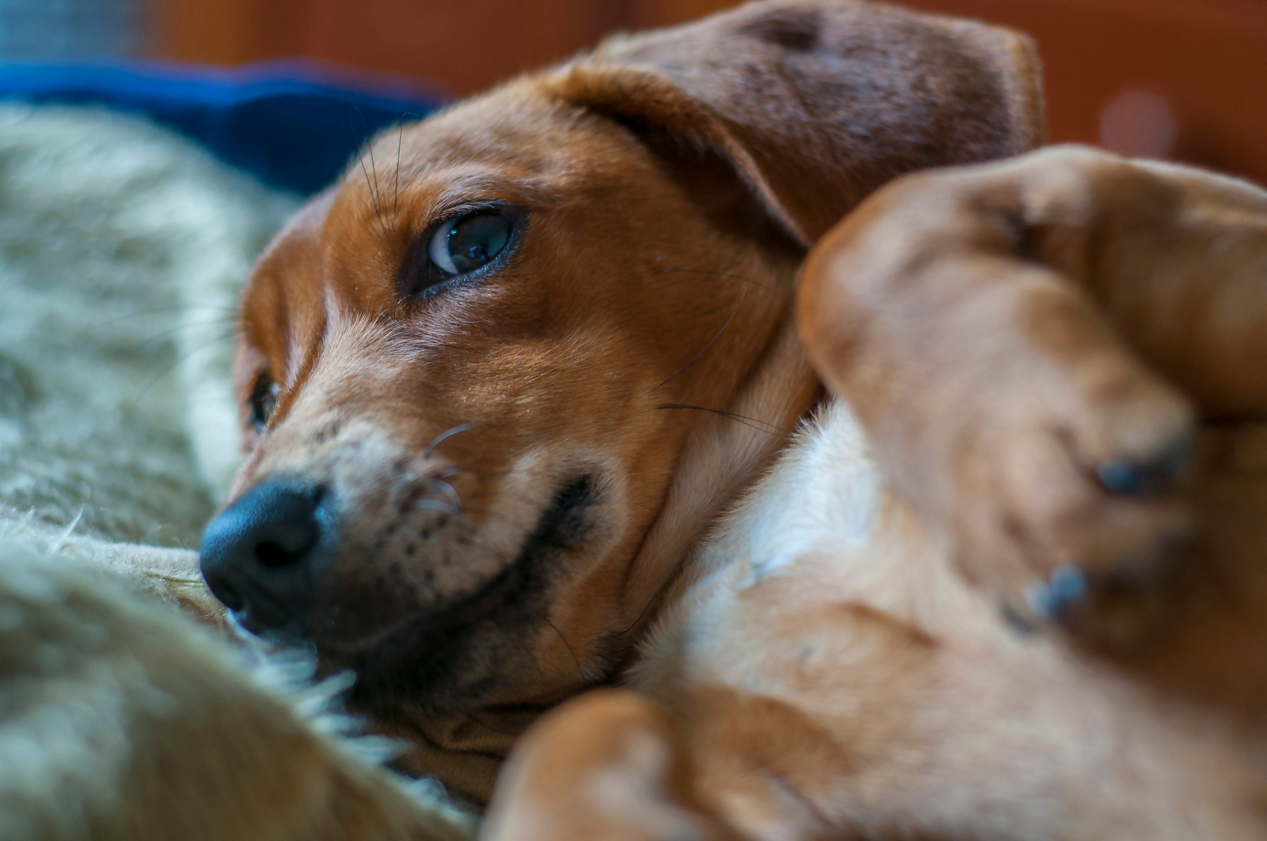 a puppy laying sideways on soft fabric and looking curiously at the camera