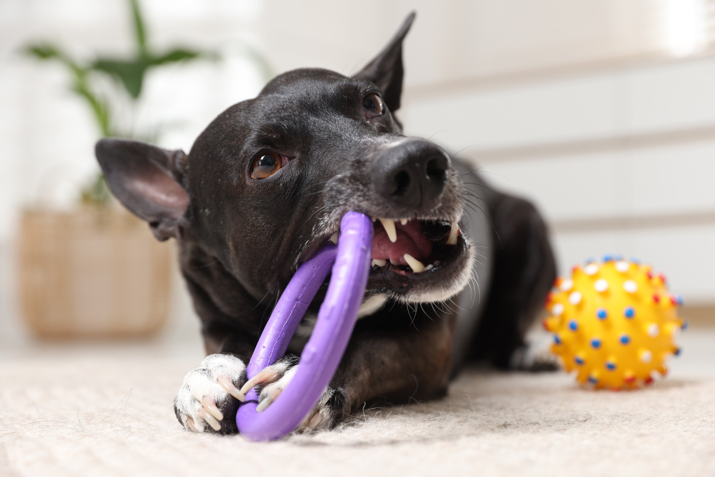 cute dog chewing on a chew toy held between her front paws