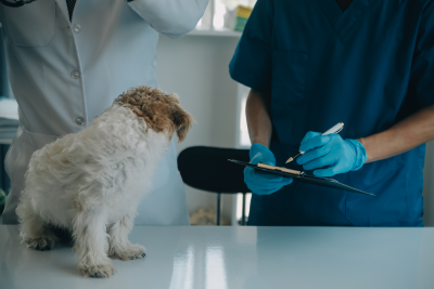 small dog at the vet's office being medically examined by a veterinarian